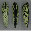 apor crataegi pupa5 volg
